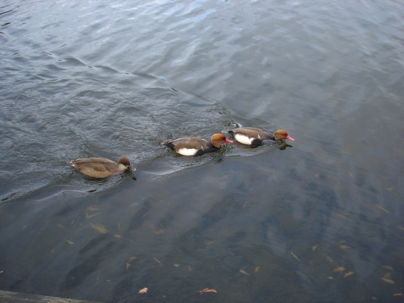 Another one of my favourite shots – ducks. :-)