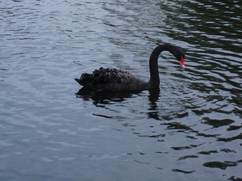 And one big black swan for everyone.