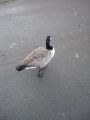 The big duck (or whatever it is) didn't want to look at me! But you can check its back...