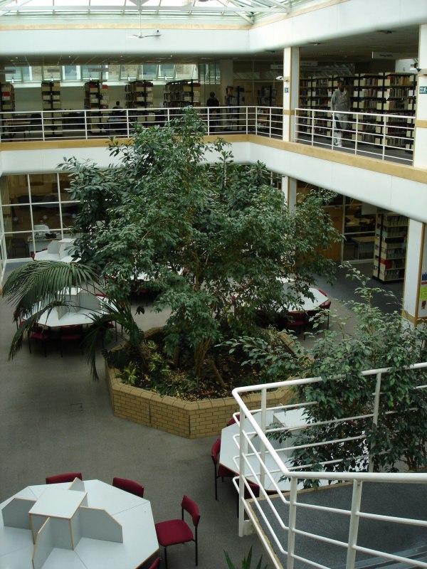 If you look down, you'll see some study desks and unexpected tree in the middle.