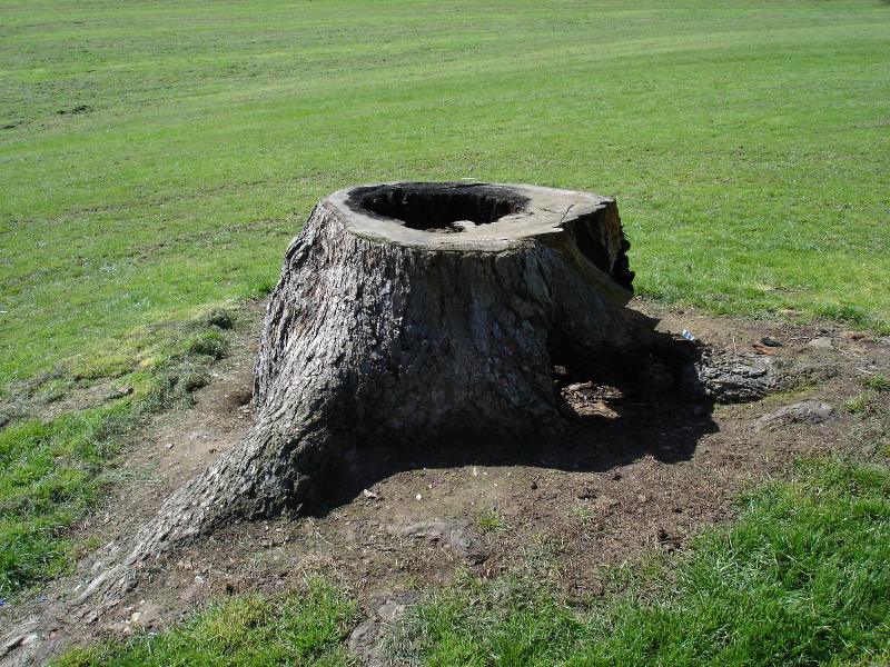 Wow, such a big stump in the middle of big green lawn! Let's have a look closer and inside...