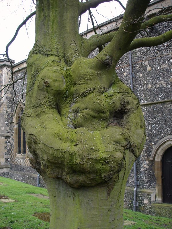 A very impressive tree right next to the church. Does it remind you of anything? It seems like a sculpture to me.